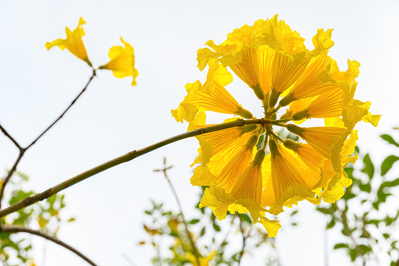 盛开的瓜亚坎或手花菊花或金钟树