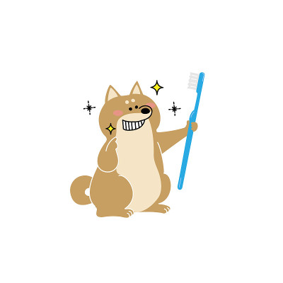 Shiba Inu with shining teeth due to brushing teeth