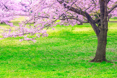 日本的樱花季