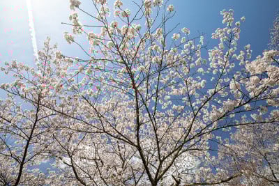 吉野山的樱花