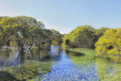 JBay Mangrovesscape