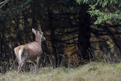 母鹿回到树林里(Cervus elaphus)