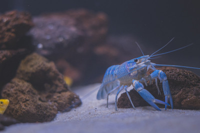 美丽的水族馆，有热带鱼，慈鲷，小龙虾，熊猫鱼和岩石