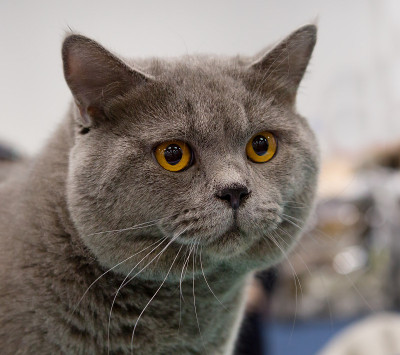 英国灰色猫