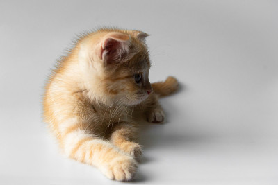 分离姜斑猫