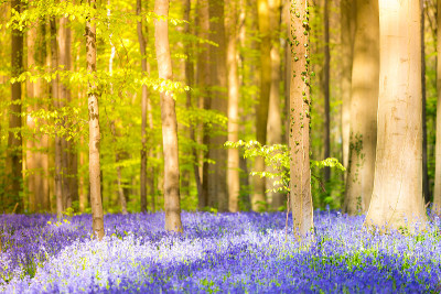 Hallerbos,比利时。在魔法森林