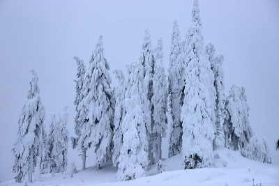 雪杉树