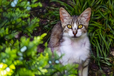 靠近可爱的朋友在自然界的猫
