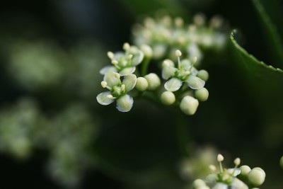 日本轴花。