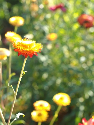 草的花