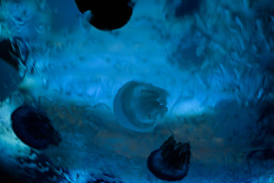 水母