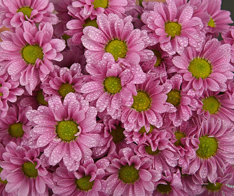 近距离背景的粉红色菊花