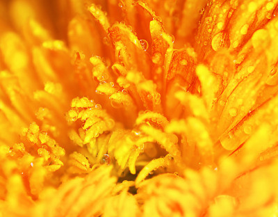 橙色菊花宏