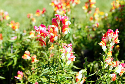 Snap dragon或Antirrhinum majus的花盛开在花园里