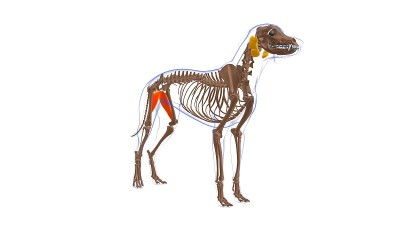 内收肌狗肌肉解剖医学概念3D