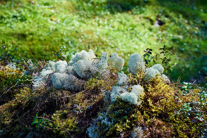 苔藓，严重的北方自然