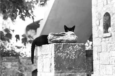黑猫从石头后面窥视