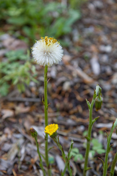 款冬 (Tussilago farfara)