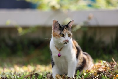 猫