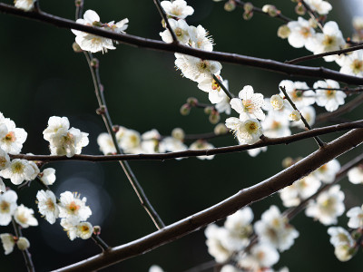 梅花