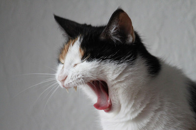 有趣的猫肖像