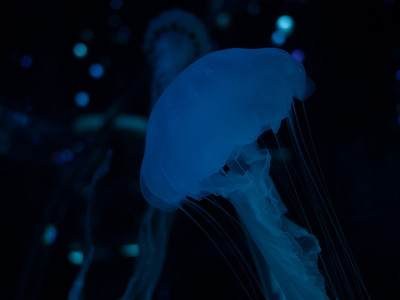 水母