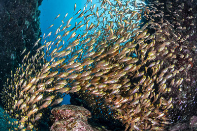 学校的蓝色绿色Chromis