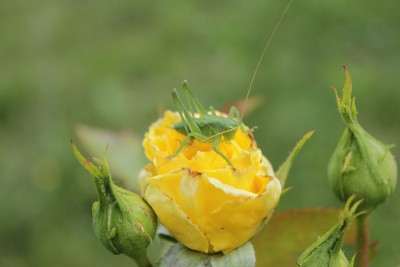 蚱蜢