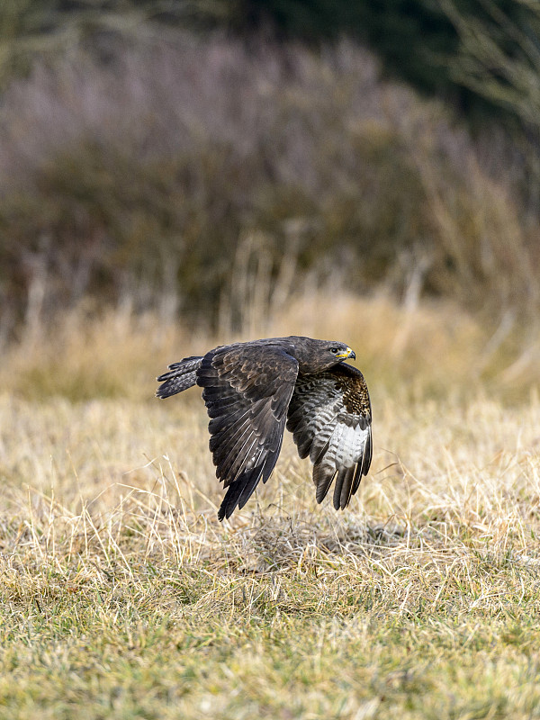 美丽的秃鹰[Buteo Buteo]