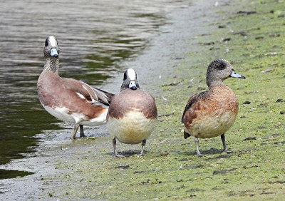 在水边的美国Wigeons