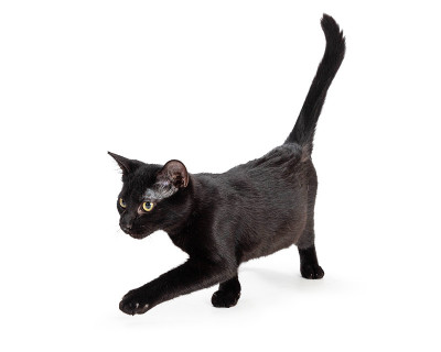 黑猫在白猫上向前走