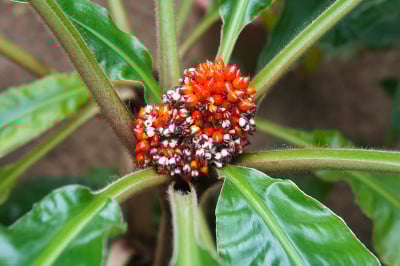 白口黄花植物
