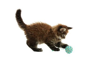 小缅因猫