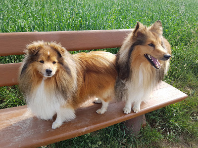 Sheltie,喜乐蒂牧羊犬