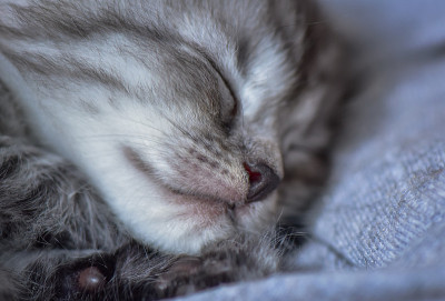 小猫