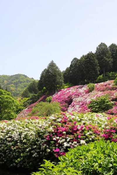 杜鹃花