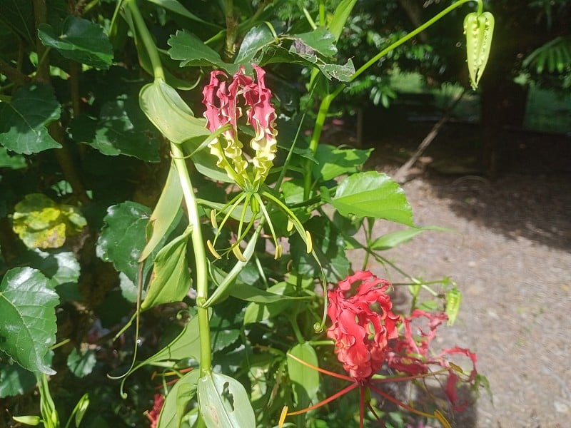 火焰百合或芙蓉花