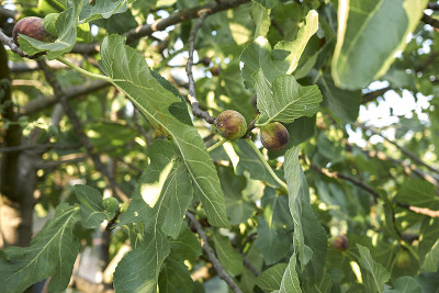 Ficus职位