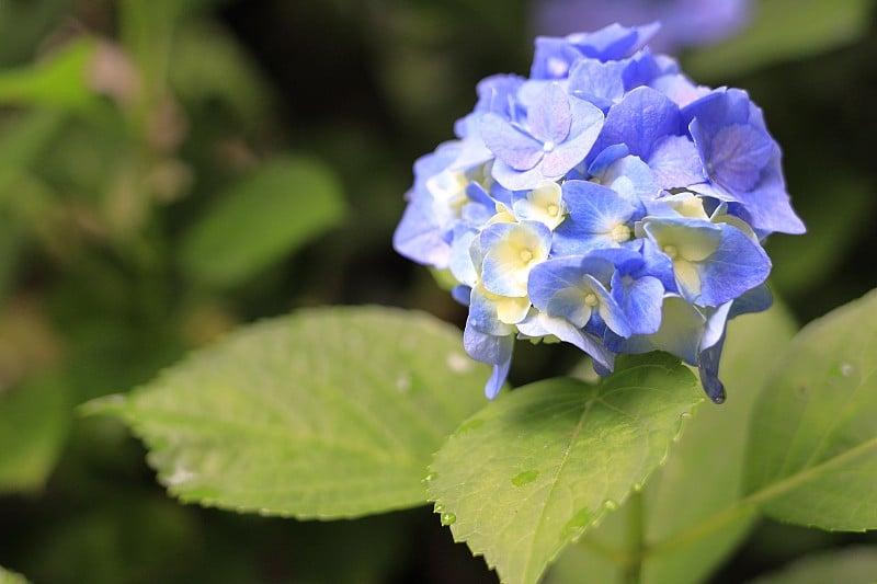 日本神奈川镰仓的绣球花(一种浅蓝色的花)