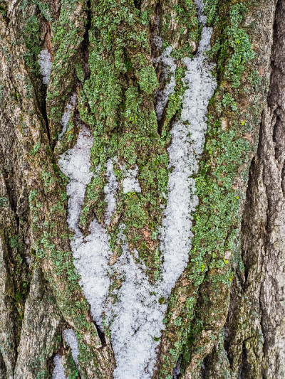 树皮上的绿色苔藓和地衣