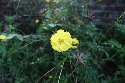 花盛开