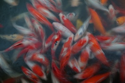鱼池