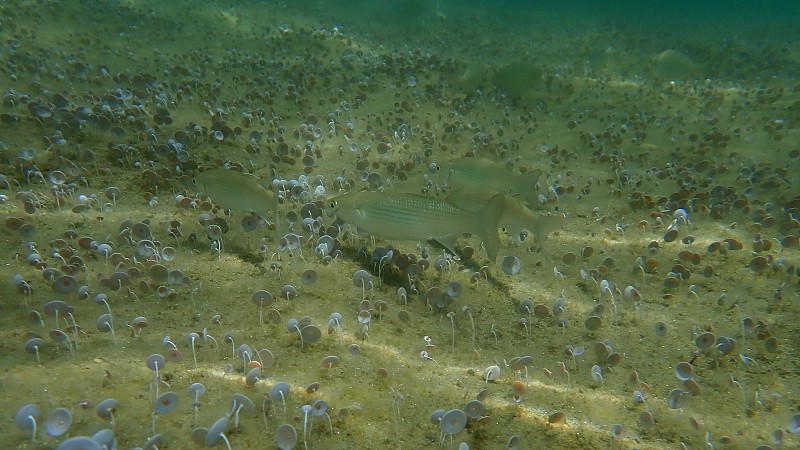 海下平头鲻鱼，平头鲻鱼，条纹鲻鱼(Mugil cephalus)