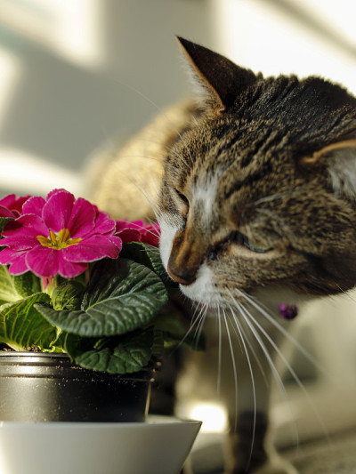猫吃了花，有中毒的危险