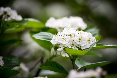 小白花