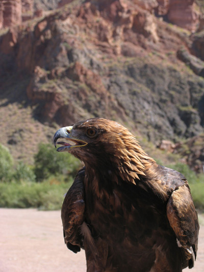 金鹰(Aquila chrysaetos)