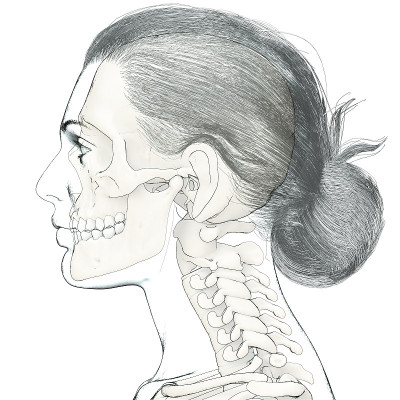 3d渲染医学上准确的女性头部解剖的插图