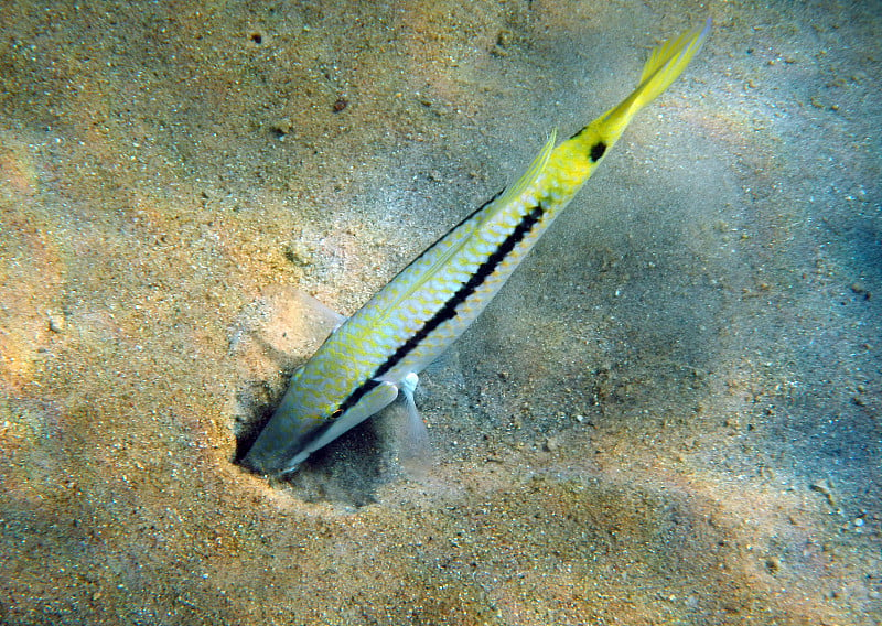 Fish with the name Forsskal goatfish, its scientif