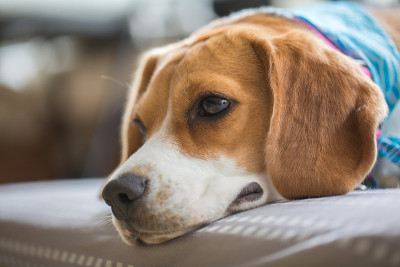小猎犬的狗