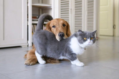 英国短毛和金毛猎犬